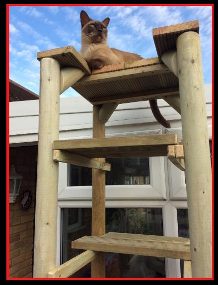 cat-climbing-towers